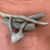 REINDEER ANTLER